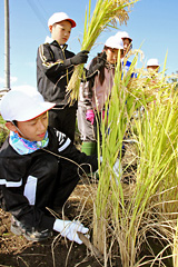 鎌で稲を刈る子どもたち