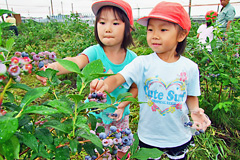 ブルーベリーを収穫する園児たち