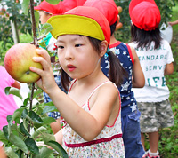 リンゴをもぎ取る園児たち