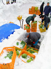 雪室から掘り出した野菜